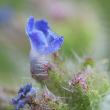 Blütenfoto Anchusa arvensis